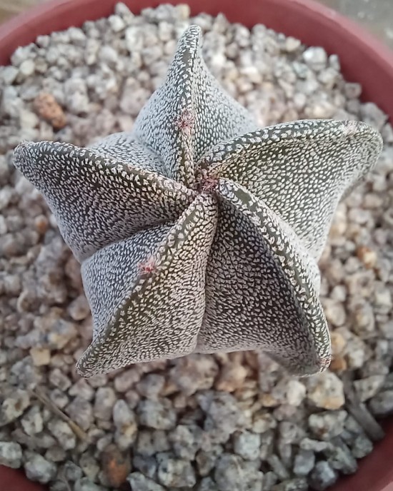 Astrophytum myriostigma