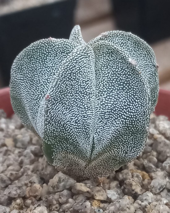 Astrophytum myriostigma