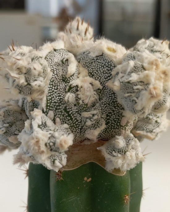 Astrophytum ornatum Hannya