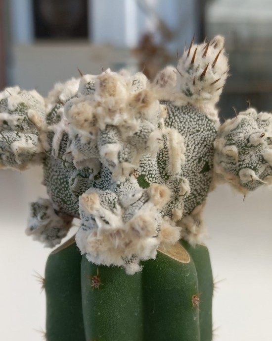 Astrophytum ornatum Hannya