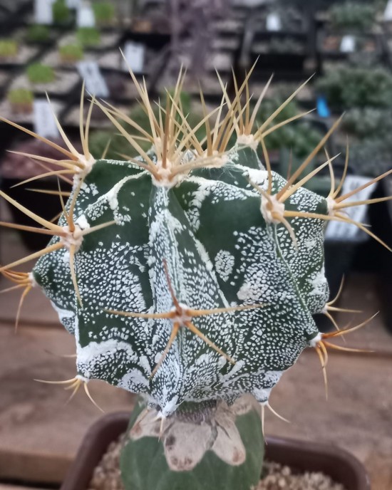 Astrophytum ornatum