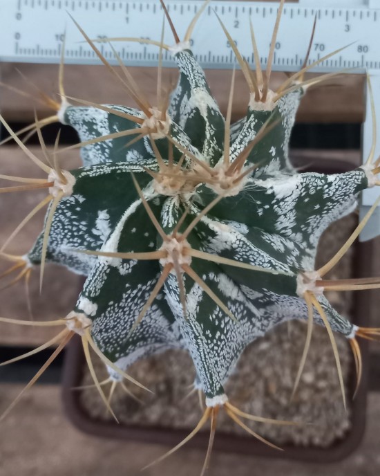 Astrophytum ornatum