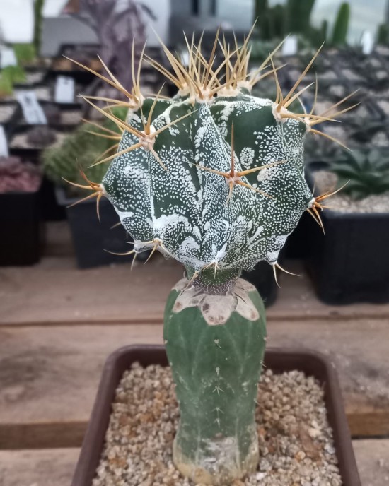 Astrophytum ornatum