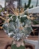 Astrophytum ornatum