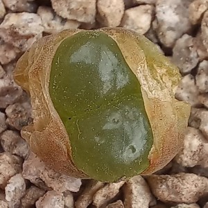 Conophytum limpidum, Bloemhoek