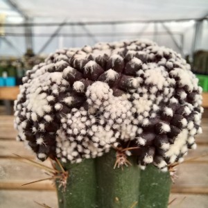 Copiapoa tenuissima f. monstruosa