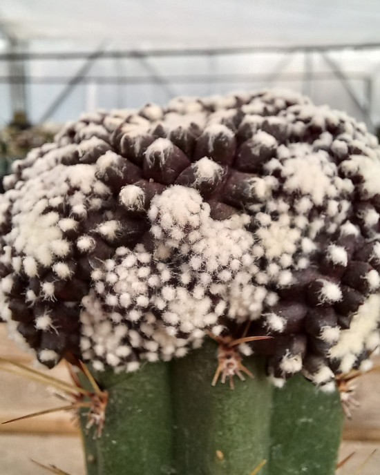 Copiapoa tenuissima f. monstruosa