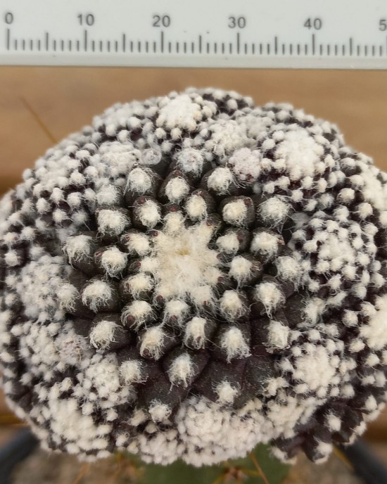 Copiapoa tenuissima f. monstruosa