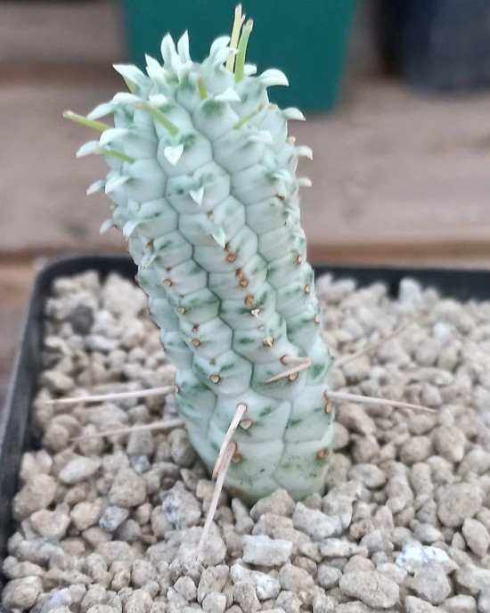 Euphorbia mammillaris f. variegata