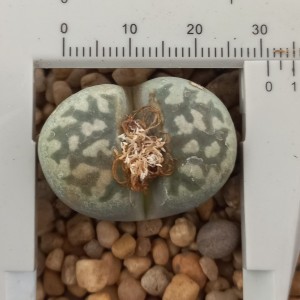 Lithops dorotheae (grandes 25 mm)