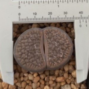 Lithops hookeri v. marginata C154 (grandes 25 mm)
