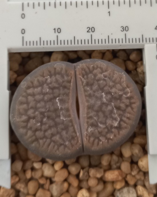 Lithops hookeri v. marginata C154 (grandes 25 mm)