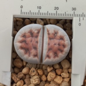 Lithops karasmontana (mickbergensis) C168 (grandes 30 mm)