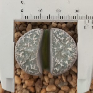 Lithops naureeniae C304 (grandes 30 mm)