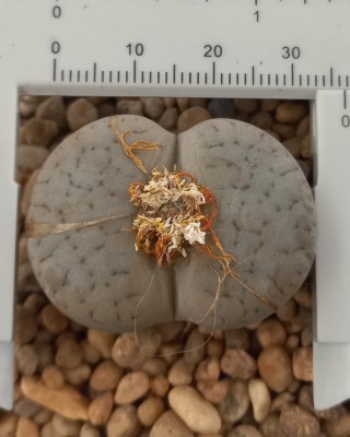 Lithops pseudotruncatella ssp archerae C104 (grandes 30 mm)