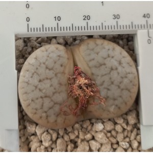 Lithops pseudotruncatella ssp. dendritica C384 (grandes 30 mm)
