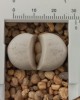 Lithops ruschiorum C241 (grandes 30 mm)