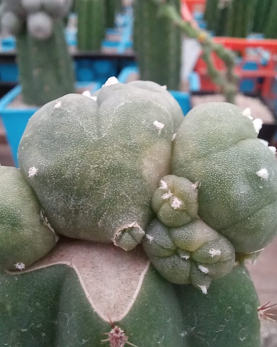 Lophophora injertada variegata