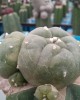 Lophophora injertada variegata