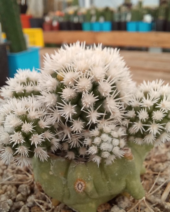 Mammillaria gracilis cv. Snowcap Arizona