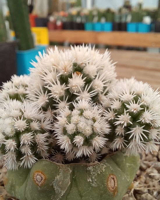 Mammillaria gracilis cv. Snowcap Arizona