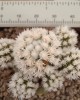 Mammillaria gracilis cv. Snowcap Arizona