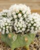 Mammillaria gracilis cv. Snowcap Arizona