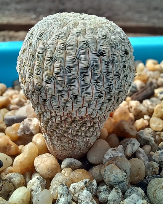 Mammillaria pectinifera