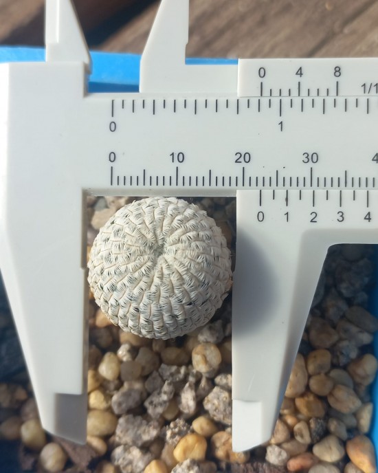 Mammillaria pectinifera