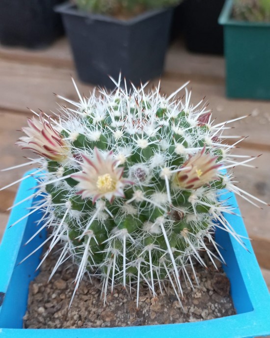 Mammillaria sp