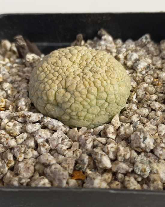 Pseudolithos migiurtinus