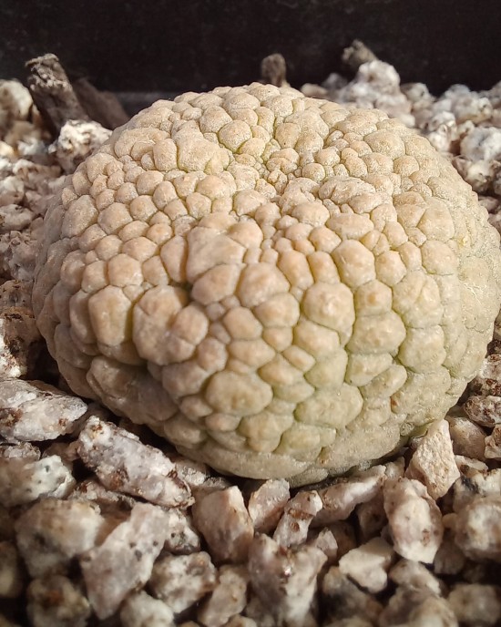 Pseudolithos migiurtinus