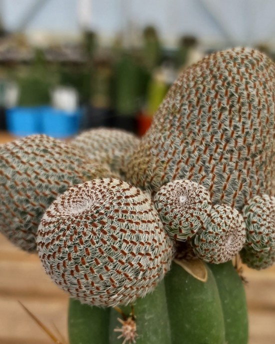 Rebutia heliosa