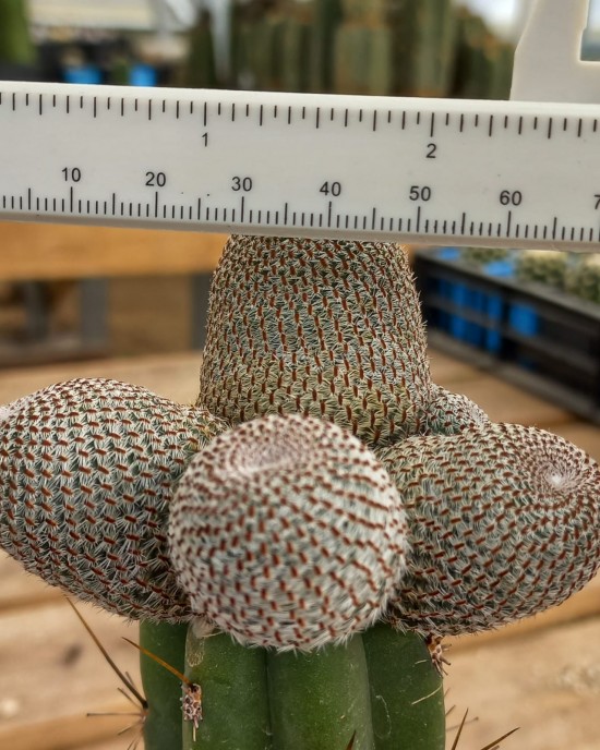 Rebutia heliosa