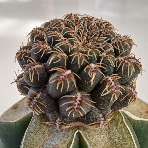 Sulcorebutia canigueralii (Cárdenas) 