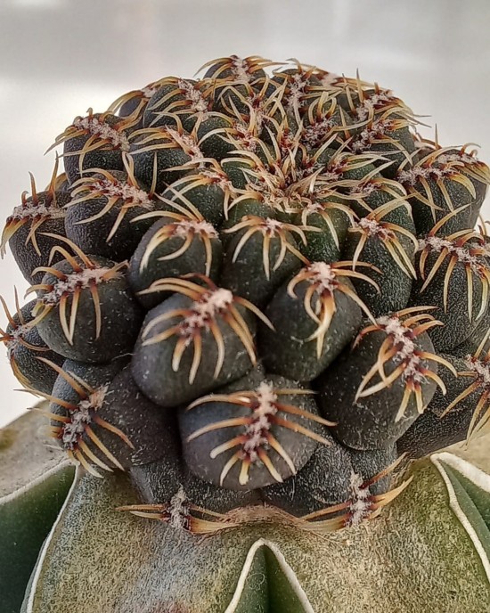 Sulcorebutia canigueralii (Cárdenas) 