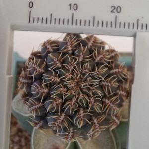 Sulcorebutia canigueralii (Cárdenas) 