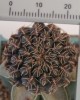 Sulcorebutia canigueralii (Cárdenas) 