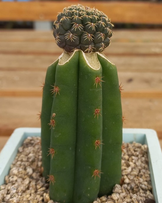 Sulcorebutia canigueralii (Cárdenas) 