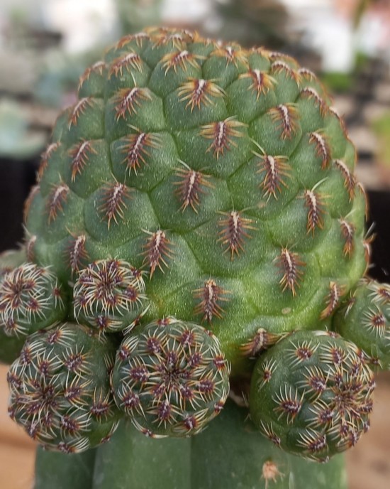 Sulcorebutia callecallensis