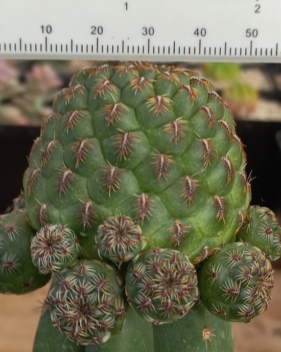 Sulcorebutia callecallensis