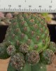 Sulcorebutia callecallensis