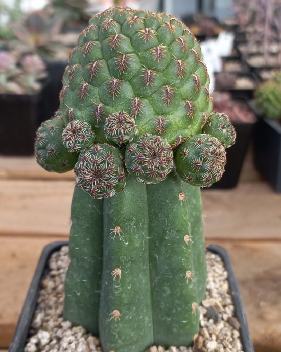 Sulcorebutia callecallensis