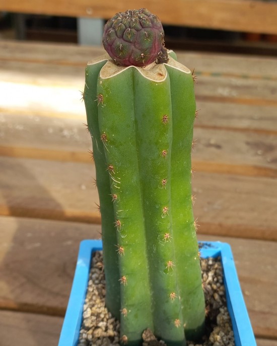 Sulcorebutia pulchra injertada