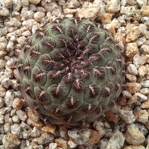 Sulcorebutia rauschii