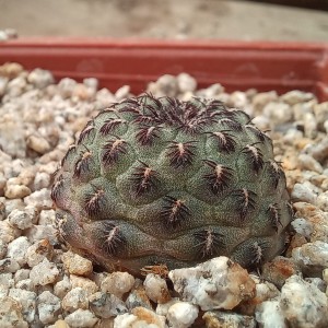 Sulcorebutia rauschii