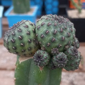 Sulcorebutia rauschii injertada