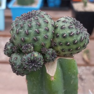 Sulcorebutia rauschii injertada