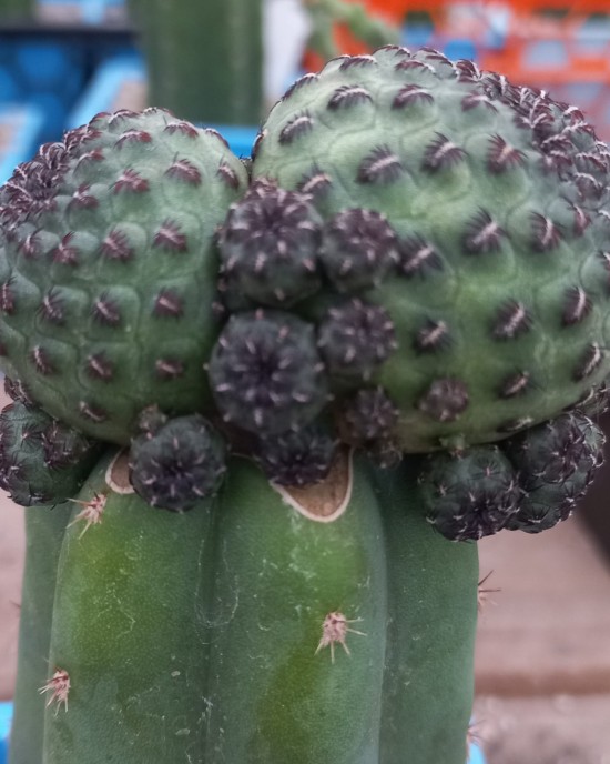 Sulcorebutia rauschii injertada