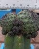 Sulcorebutia rauschii injertada